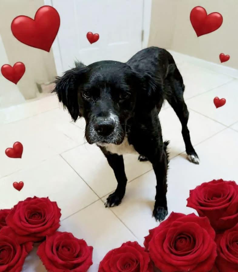 Enlarge FANTASTIC GIRL!!!, a ADOPTABLE mixed breed in Northwood, OH image 1/4