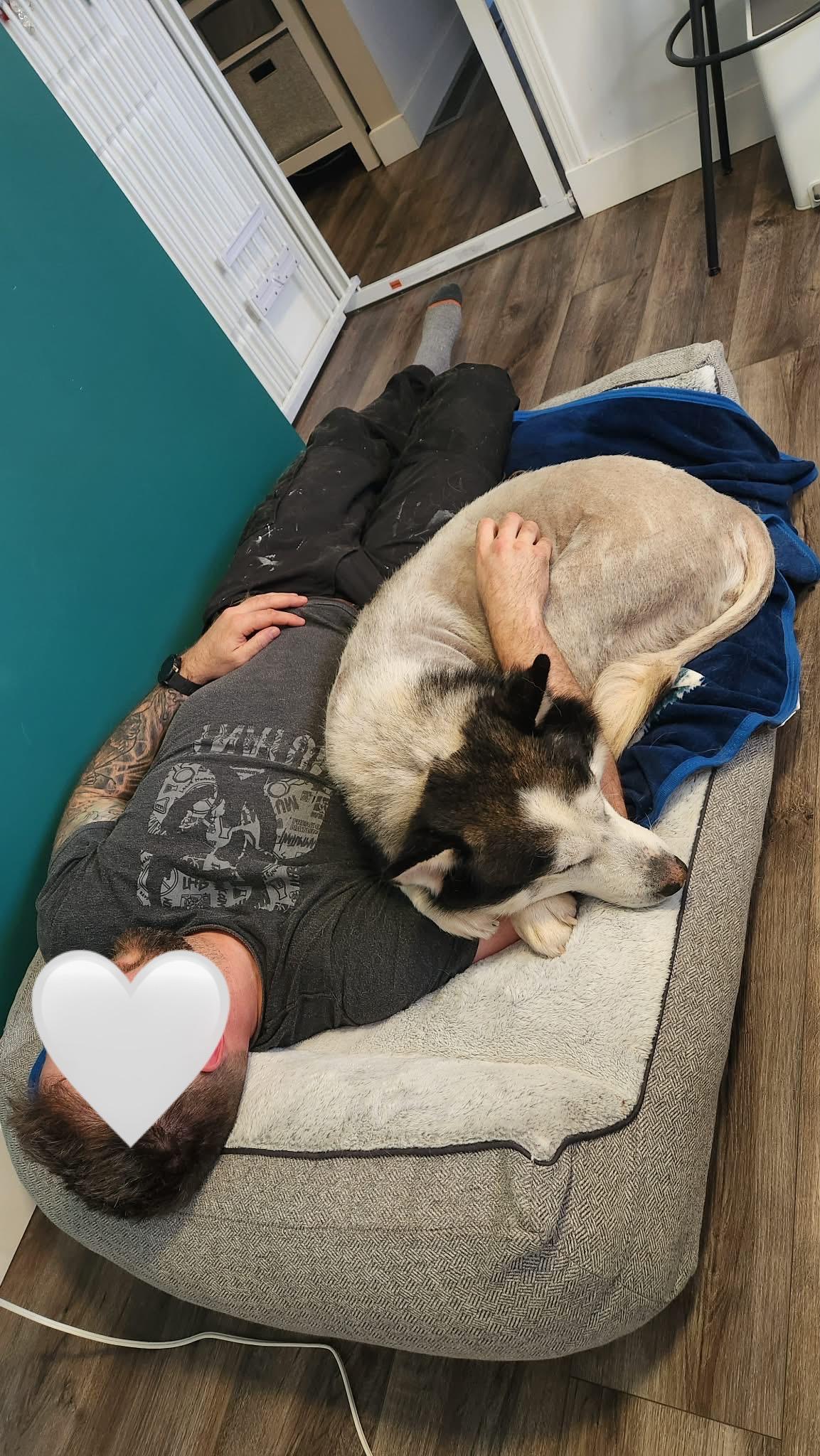 Enlarge Wolf - *New pics and bios, a Adoptable Husky in Kamloops, BC image 4/6