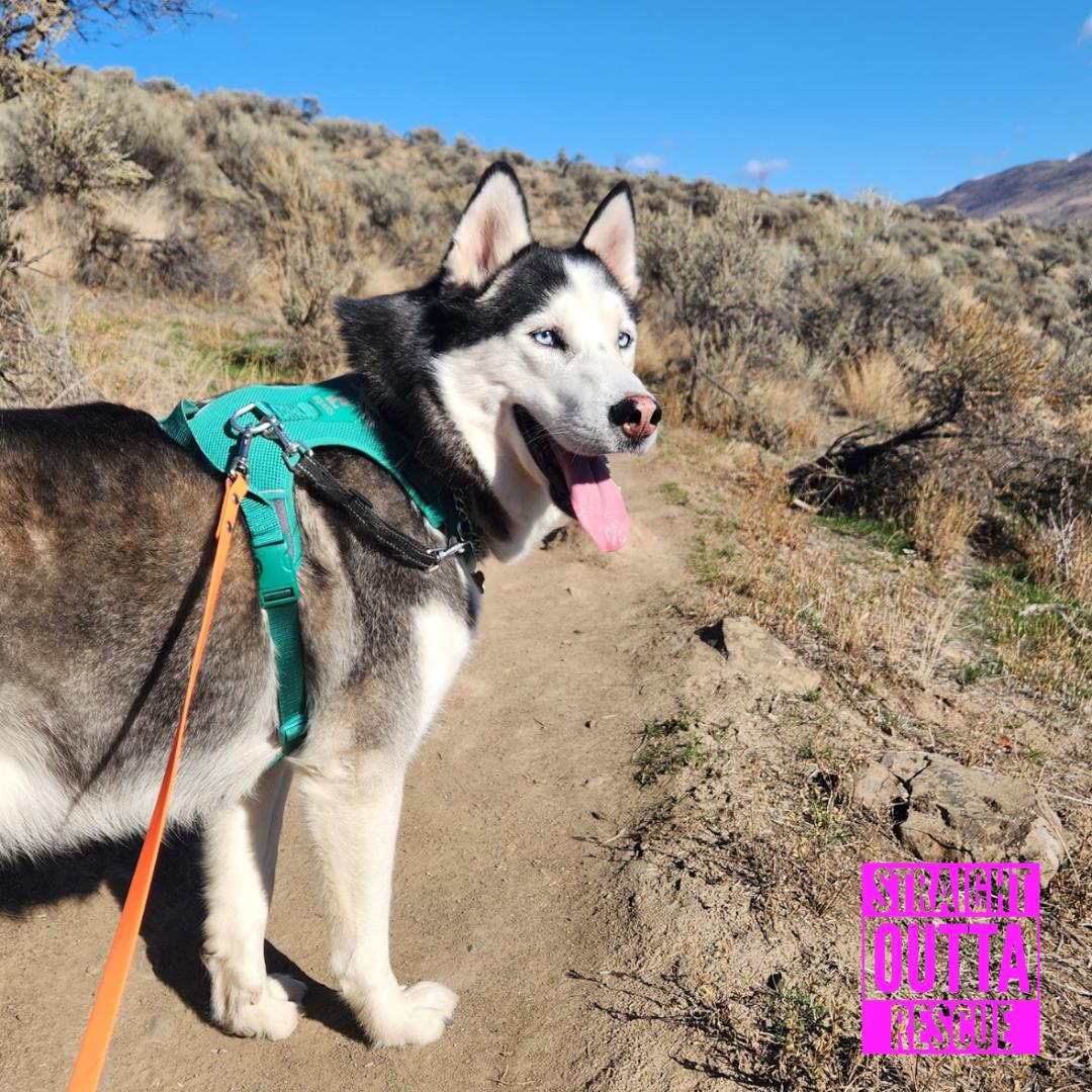 Enlarge Wolf, a Adoptable Husky in Kamloops, BC image 2/6