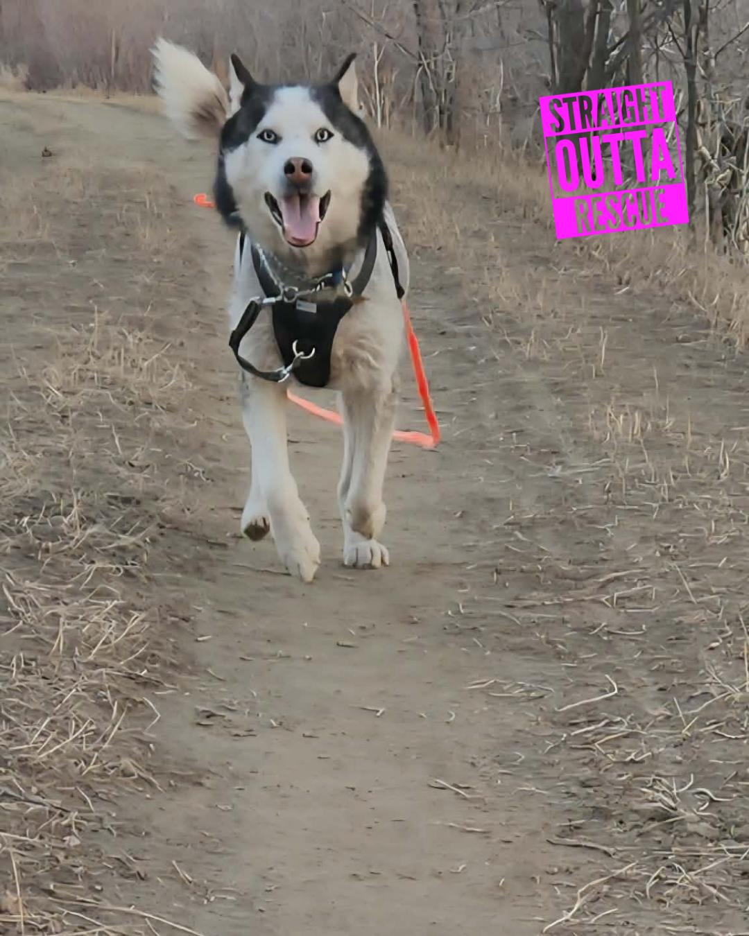 Enlarge Wolf - *New pics and bios, a Adoptable Husky in Kamloops, BC image 1/6