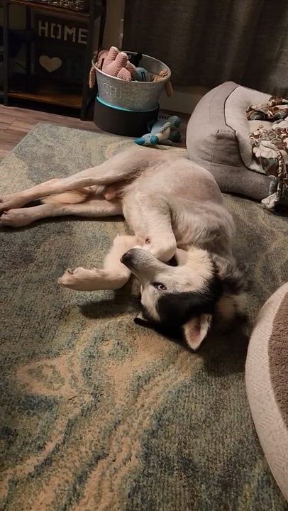 Enlarge Wolf - *New pics and bios, a Adoptable Husky in Kamloops, BC video 5/6