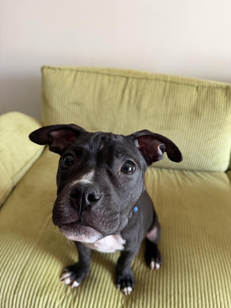 Enlarge Freddy, a Adoptable mixed breed in New York, NY image 1/6