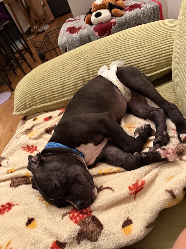 Enlarge Freddy, a Adoptable mixed breed in New York, NY image 2/6