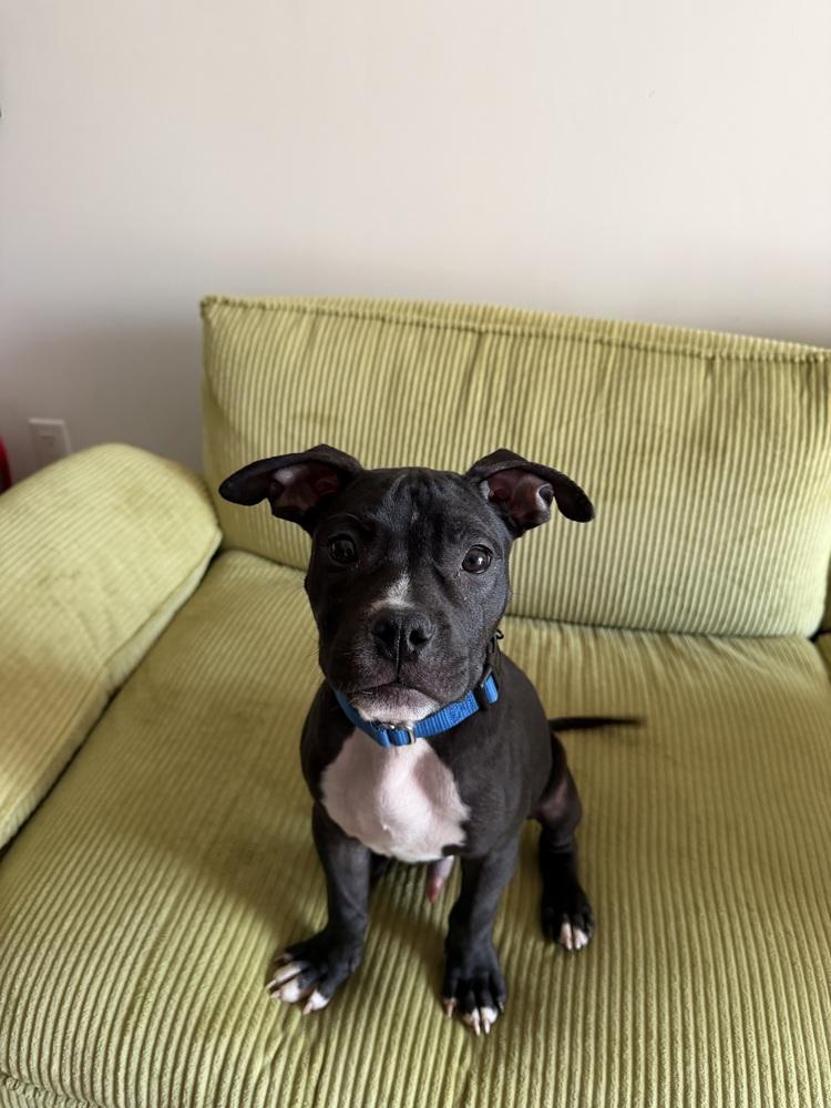 Enlarge Freddy, a Adoptable mixed breed in New York, NY image 3/6