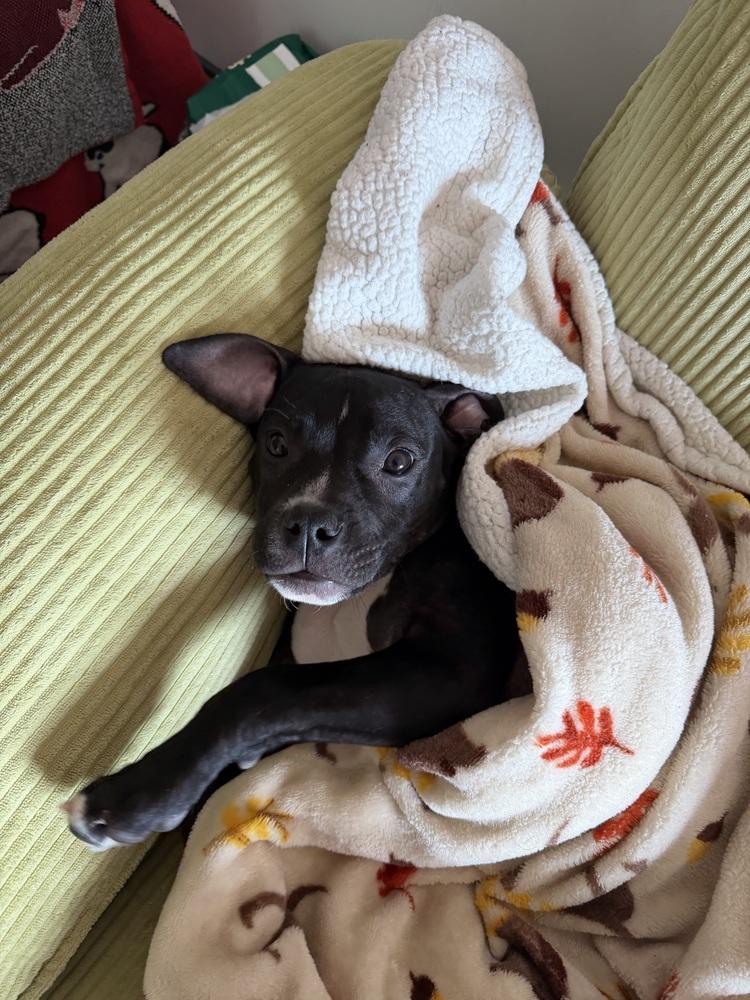 Enlarge Freddy, a Adoptable mixed breed in New York, NY image 4/6