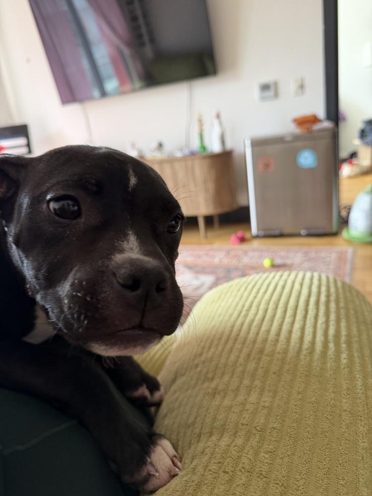 Enlarge Freddy, a Adoptable mixed breed in New York, NY image 5/6