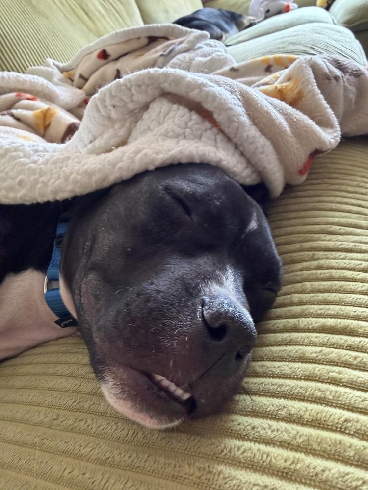 Enlarge Freddy, a Adoptable mixed breed in New York, NY image 6/6