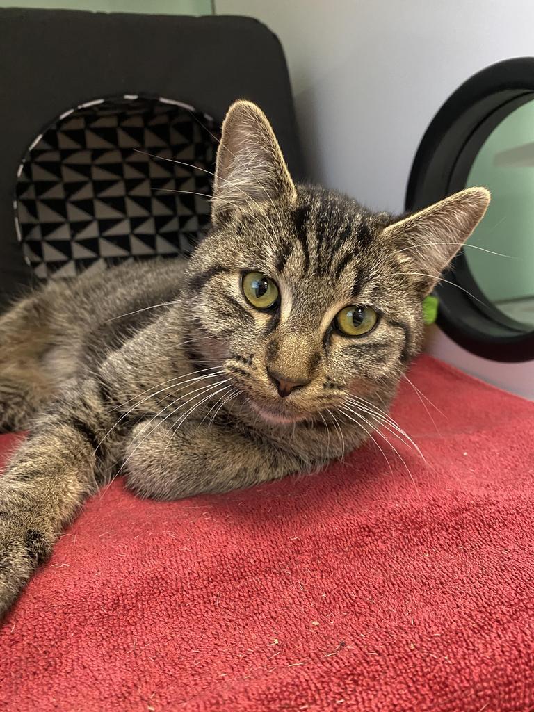 Enlarge Ash, a Adoptable mixed breed in Saint Paul, MN image 2/6