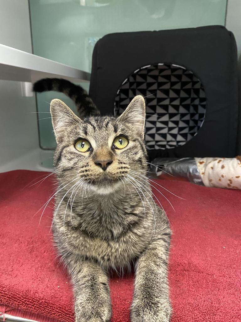 Enlarge Ash, a Adoptable mixed breed in Saint Paul, MN image 3/6