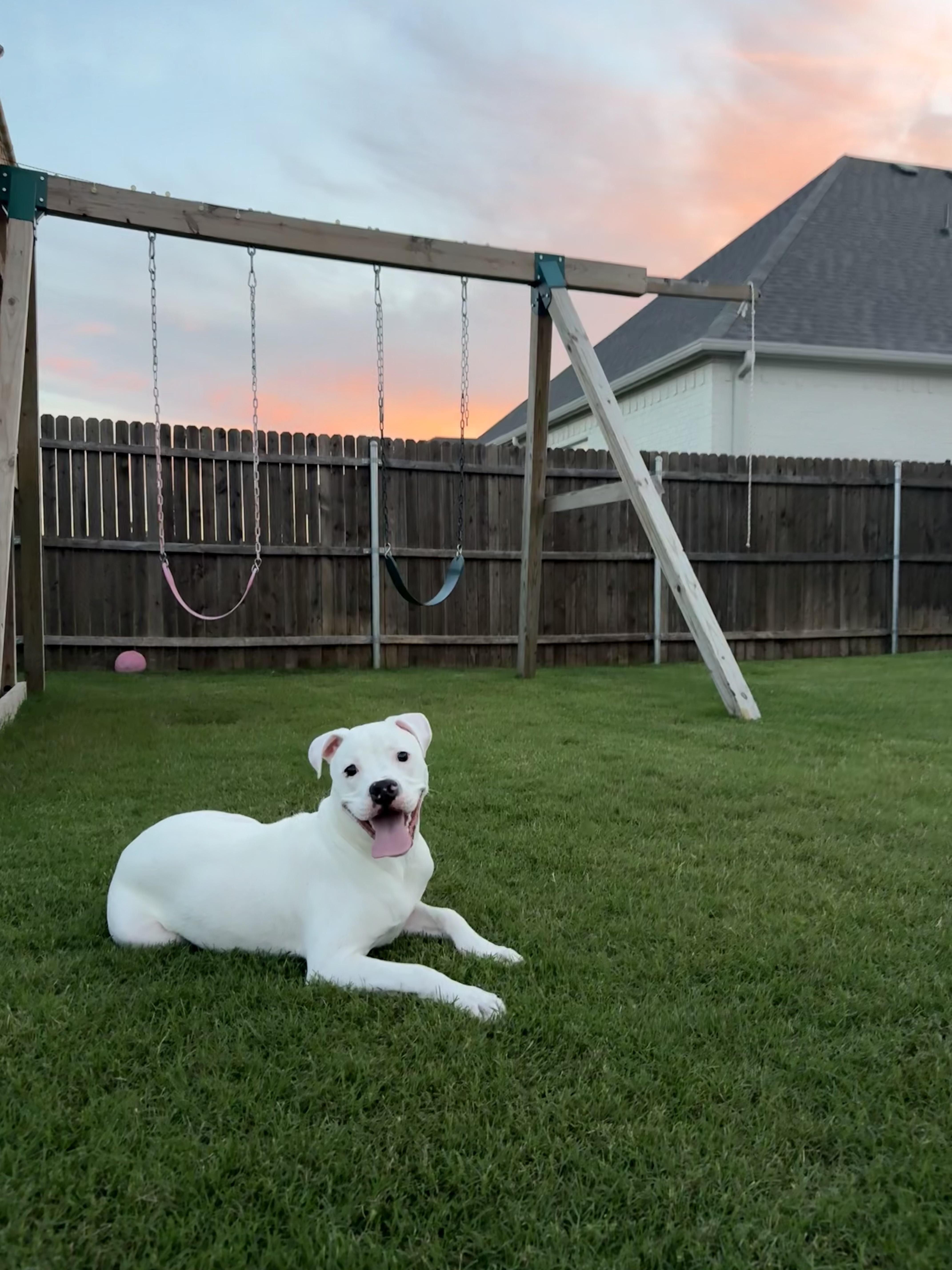 Mozzarella, ADOPTABLE, Puppy Male Pit Bull Terrier & American Staffordshire Terrier.