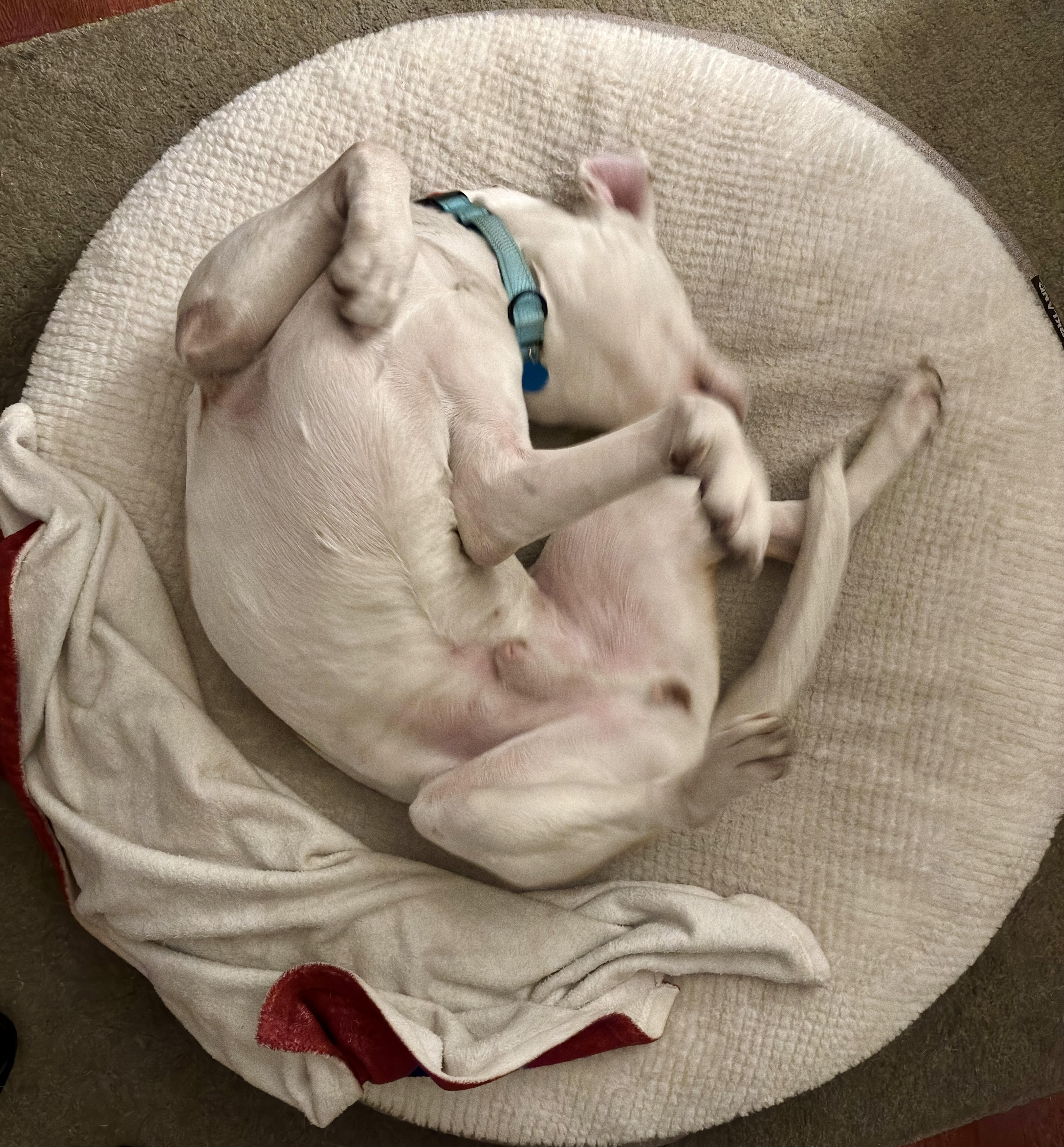 Enlarge Spike, a Adoptable mixed breed in Burbank, CA image 4/6