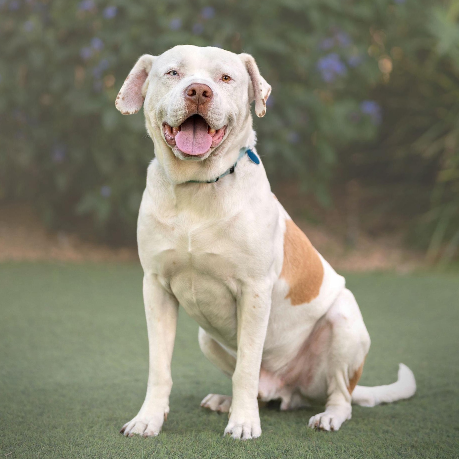 Enlarge Spike, a Adoptable mixed breed in Burbank, CA image 5/6