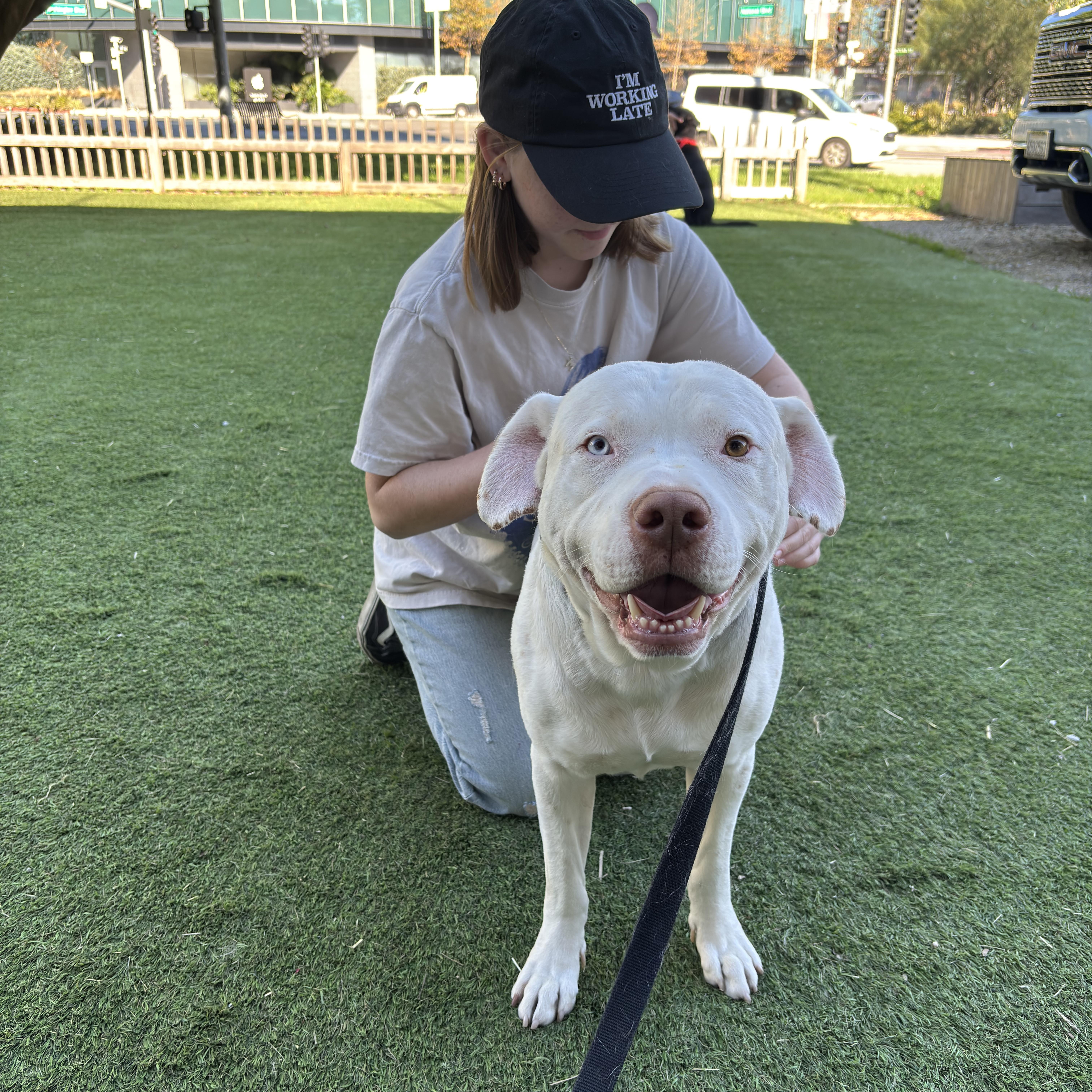 Enlarge Spike, a Adoptable mixed breed in Burbank, CA image 4/6