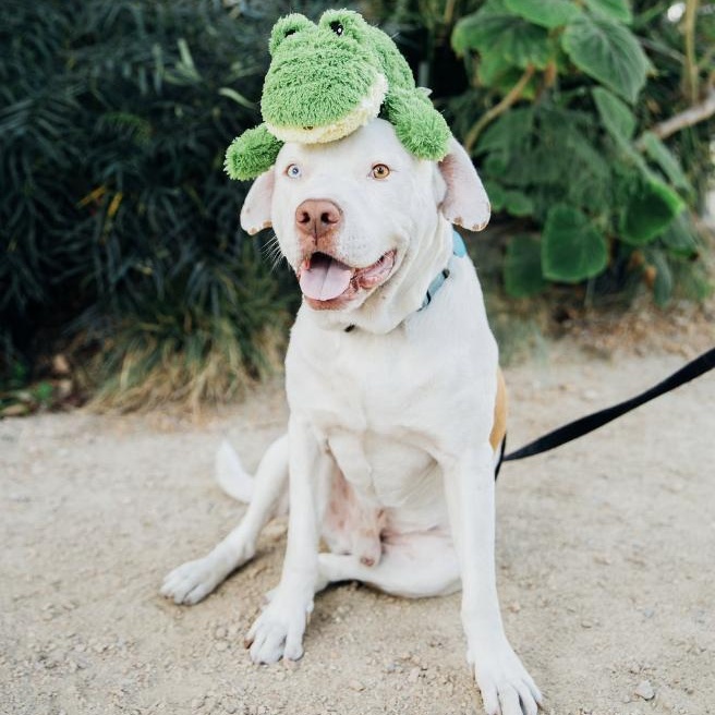 Enlarge Spike, a Adoptable mixed breed in Burbank, CA image 1/6