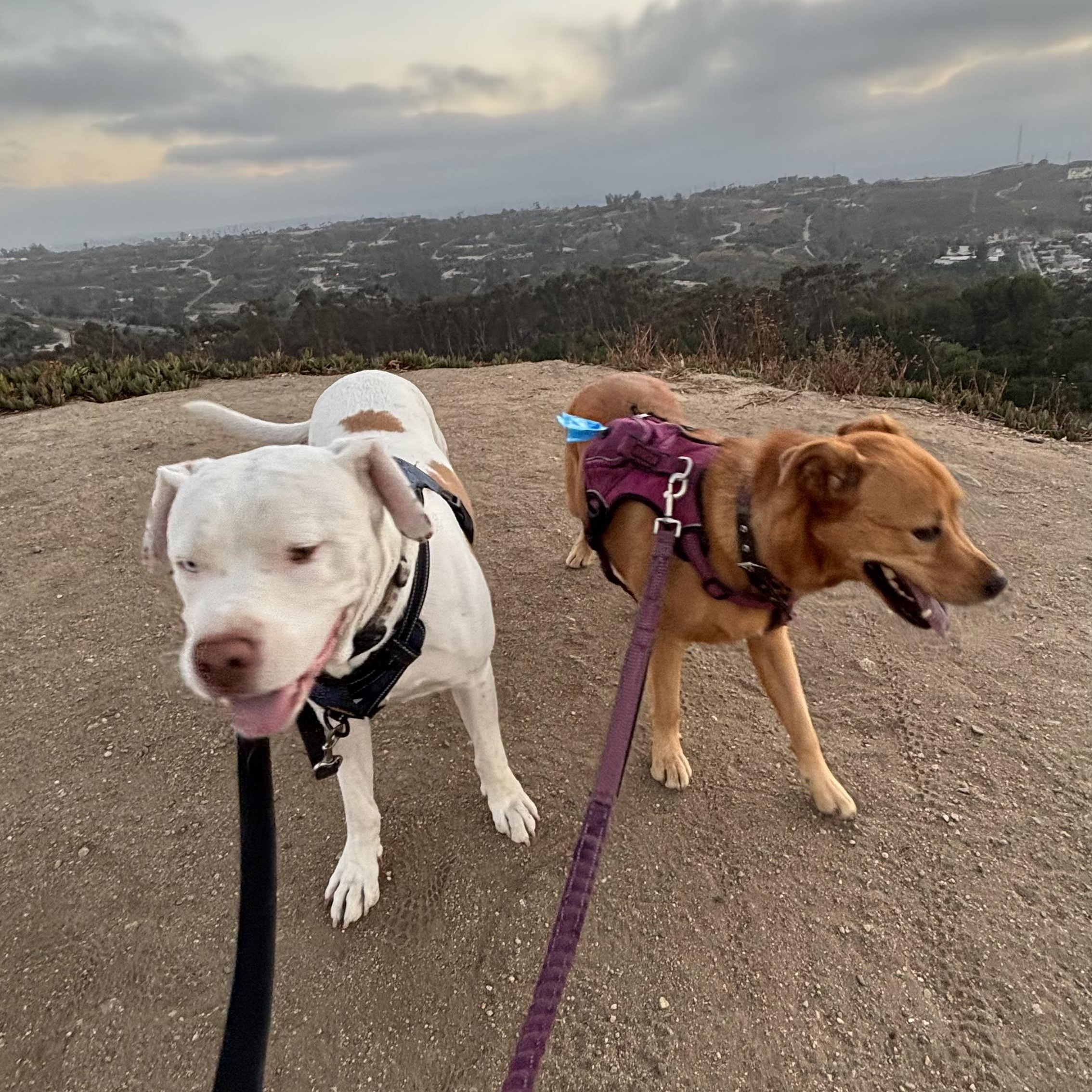 Enlarge Spike, an adoptable mixed breed in Burbank, CA image 2/6