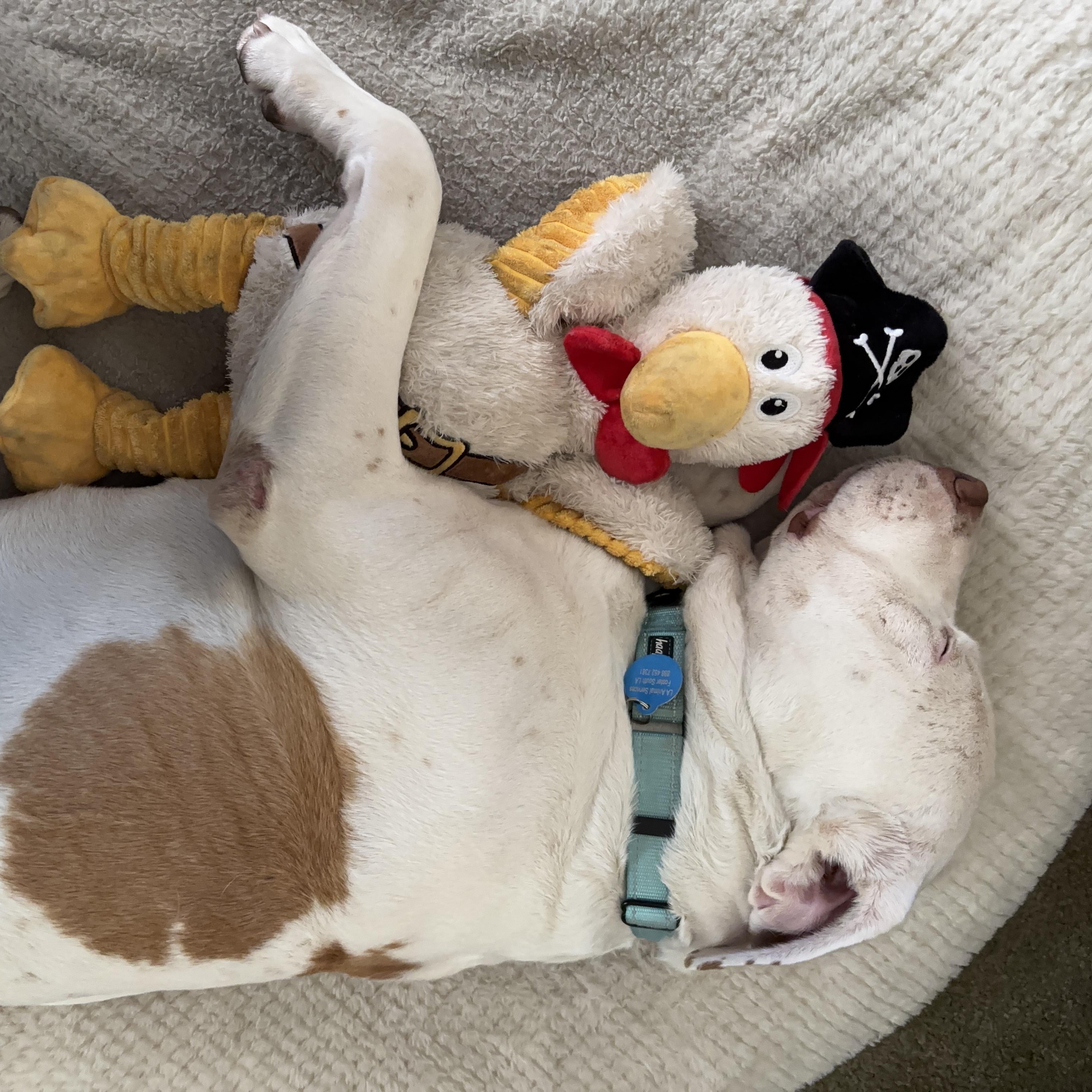 Enlarge Spike, a Adoptable mixed breed in Burbank, CA image 2/6