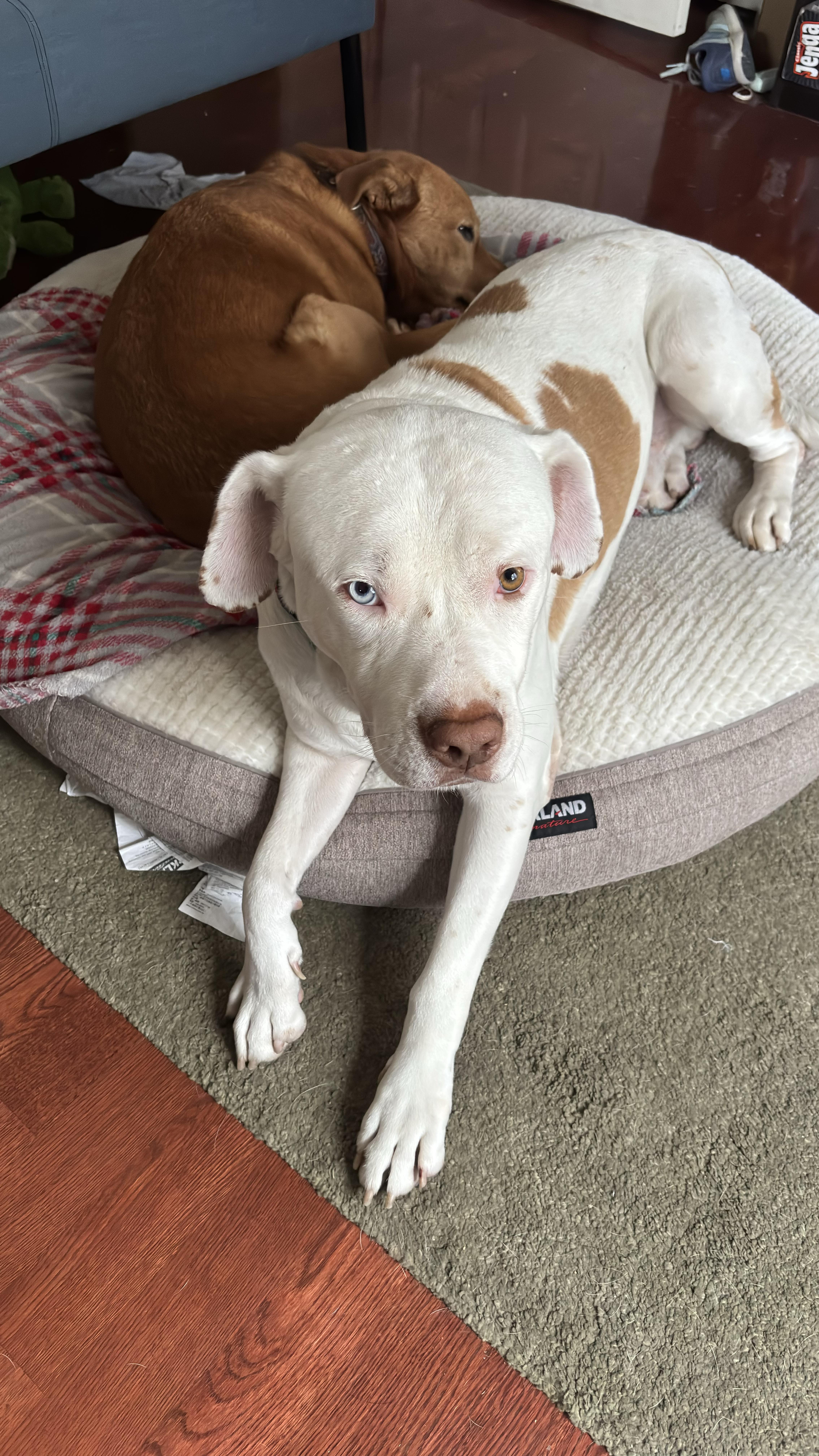 Spike, Adoptable, Adult Male American Bully & Pit Bull Terrier.