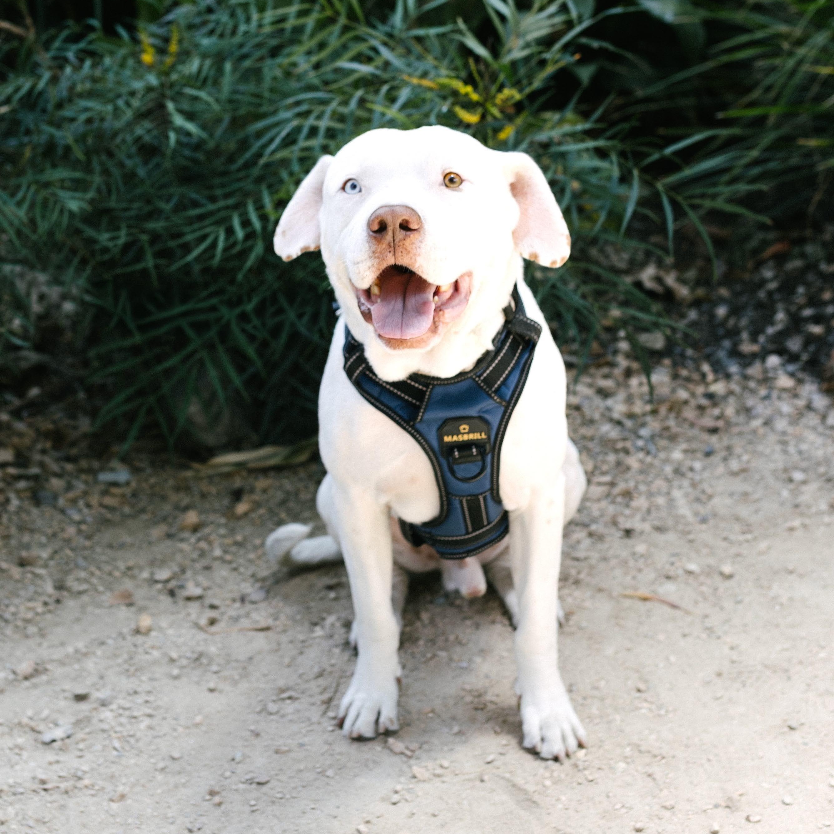 Spike, adoptable, Adult Male American Staffordshire Terrier & Pit Bull Terrier.