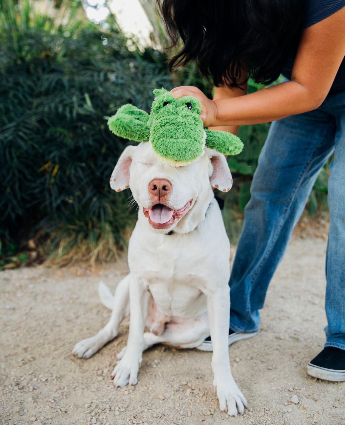Enlarge Spike, a Adoptable mixed breed in Burbank, CA image 2/6