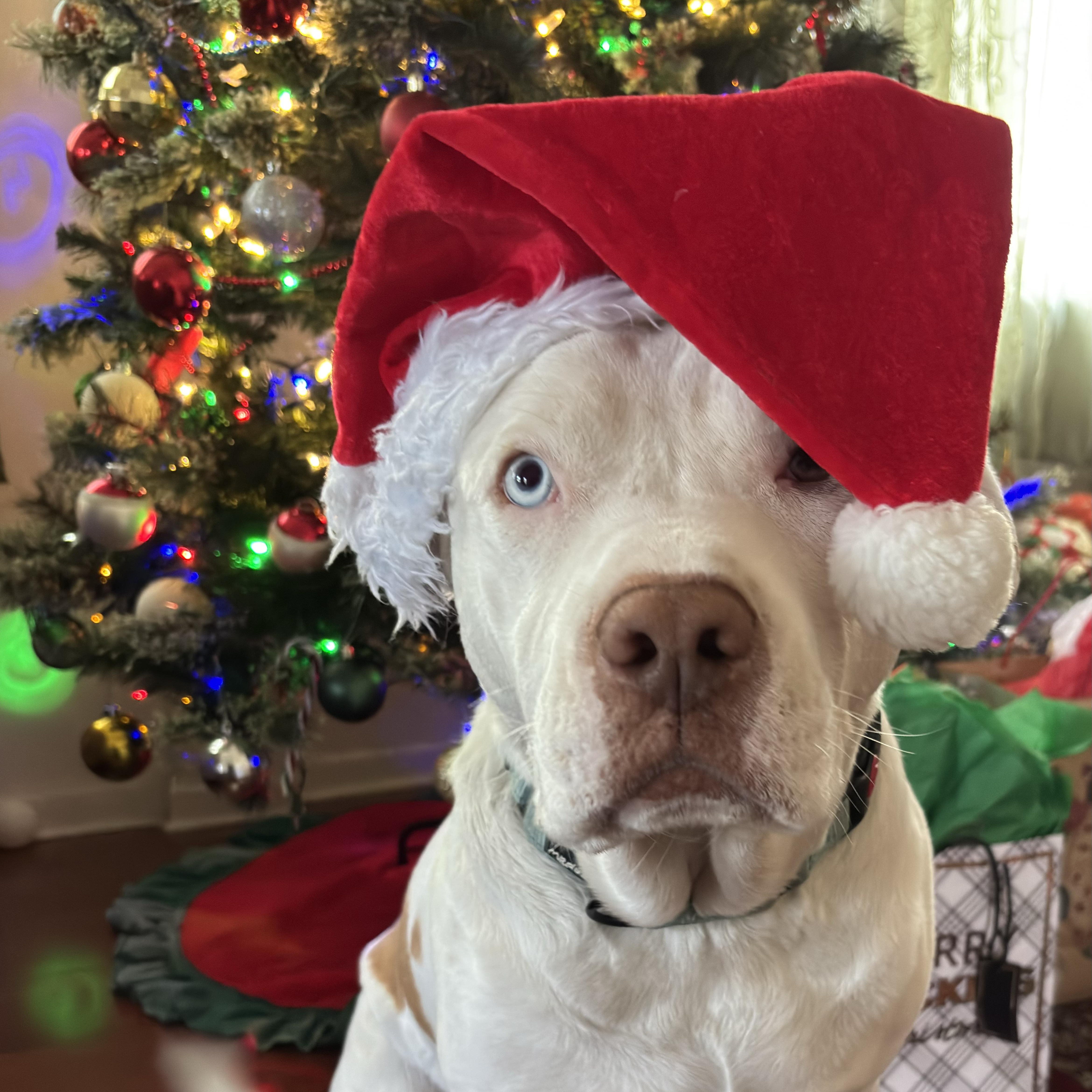 Spike, Adoptable, Adult Male American Bully & Pit Bull Terrier.