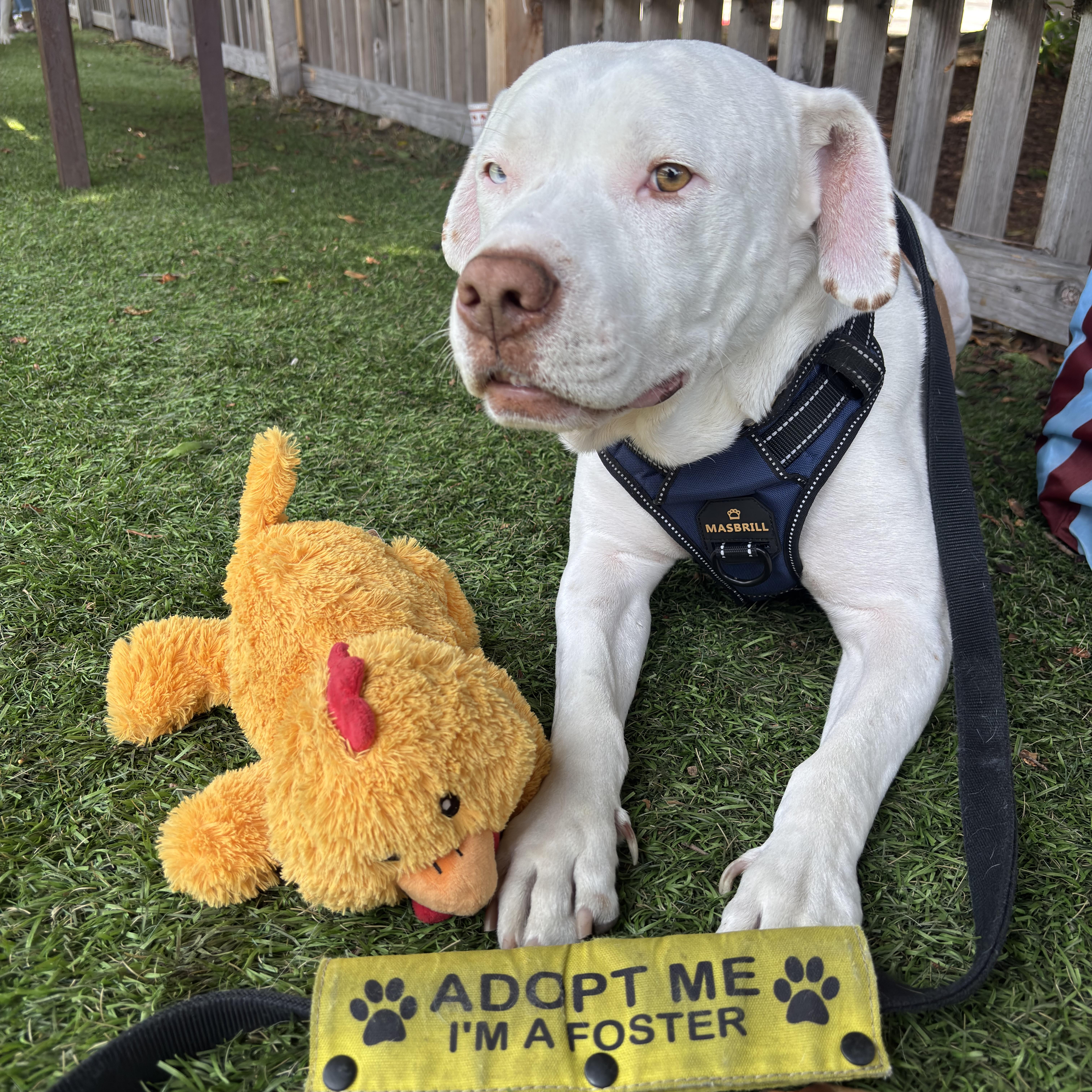 Enlarge Spike, an adoptable mixed breed in Burbank, CA image 5/6