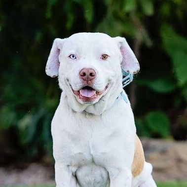 Enlarge Spike, a Adoptable mixed breed in Burbank, CA image 1/6
