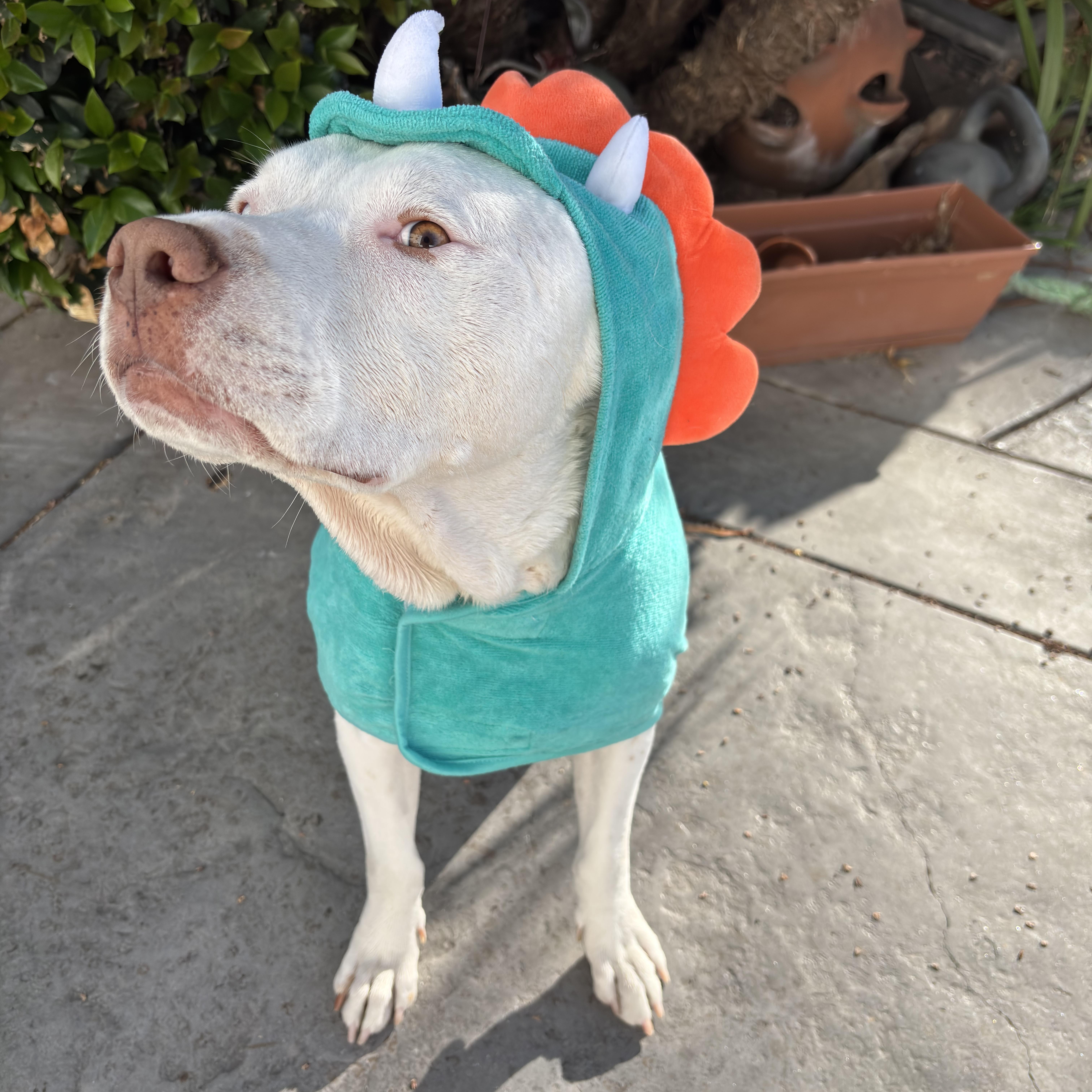 Enlarge Spike, an adoptable mixed breed in Burbank, CA image 3/6