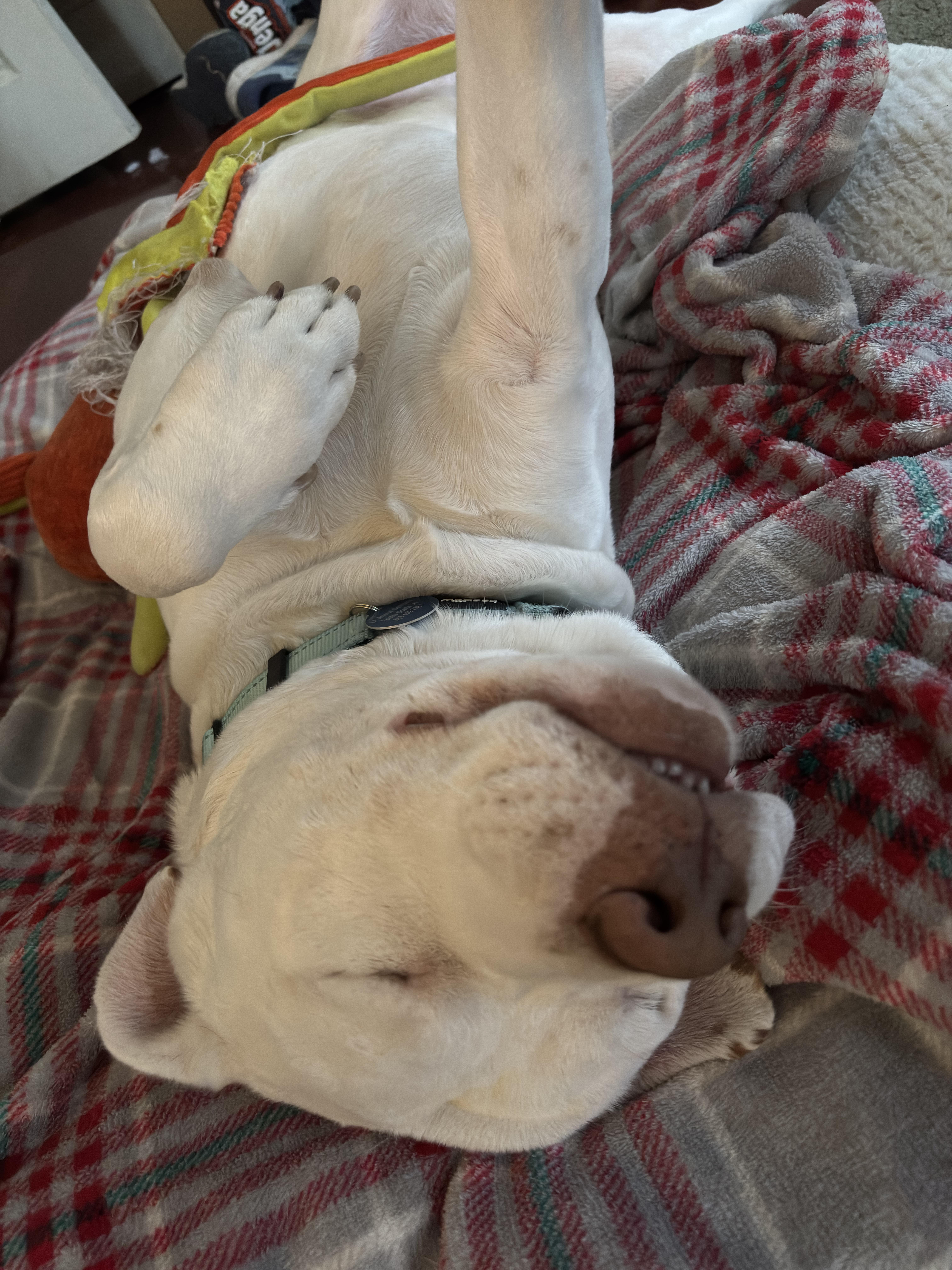 Enlarge Spike, a Adoptable mixed breed in Burbank, CA image 5/6