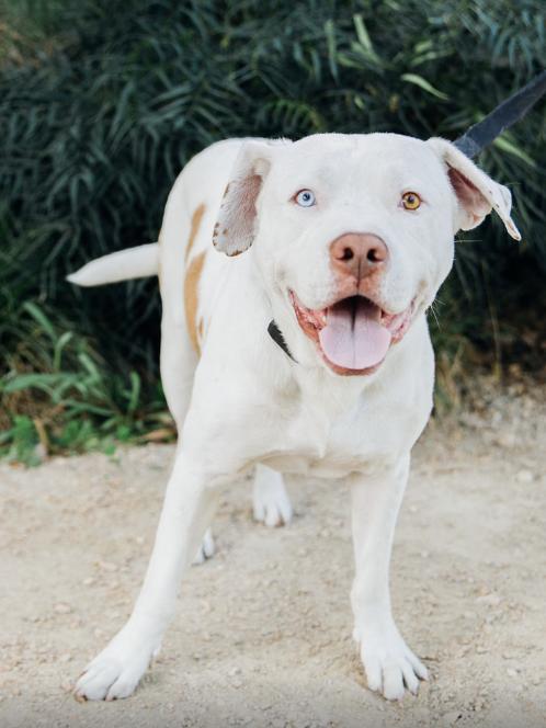 Enlarge Spike, a Adoptable mixed breed in Burbank, CA image 3/6