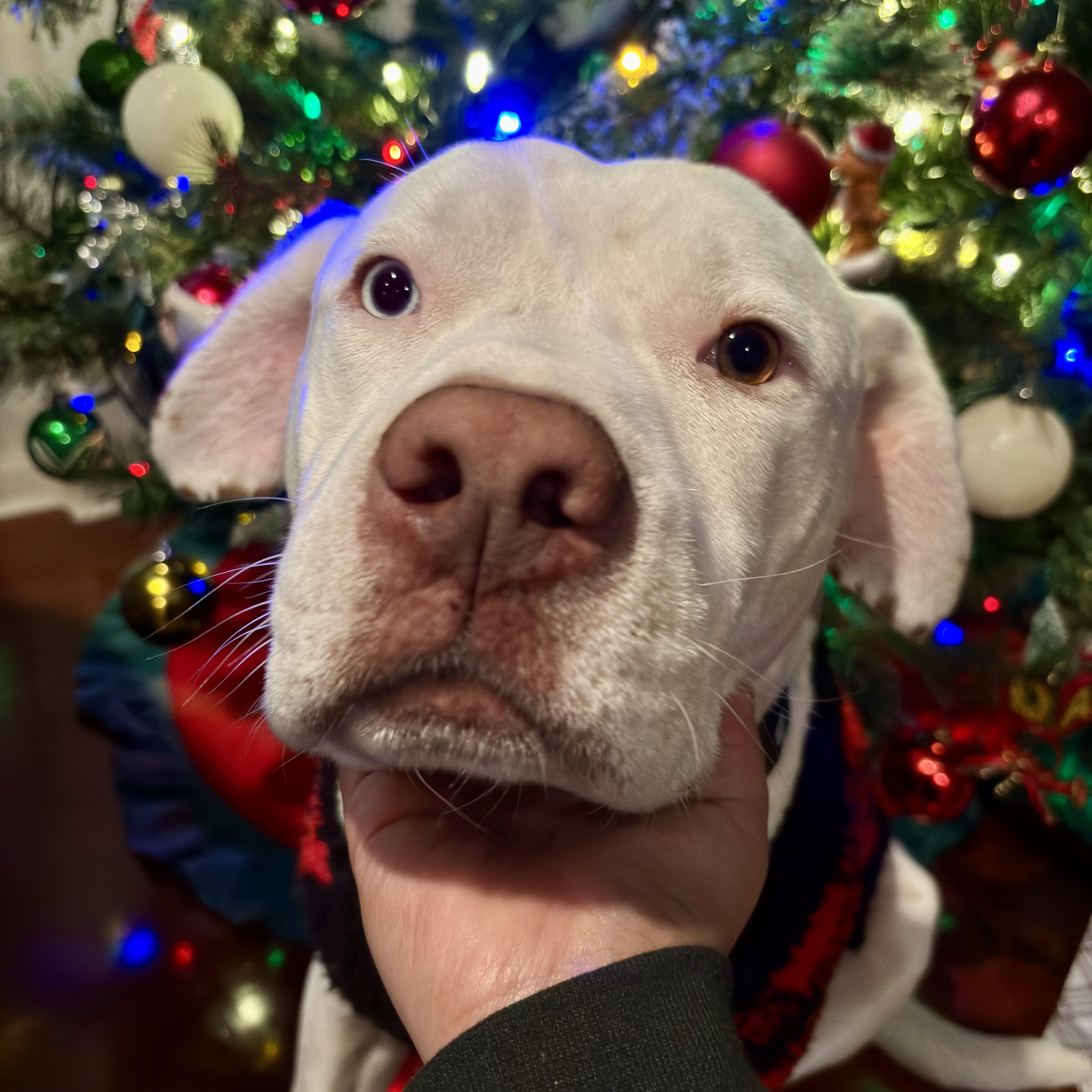 Enlarge Spike, a Adoptable mixed breed in Burbank, CA image 6/6