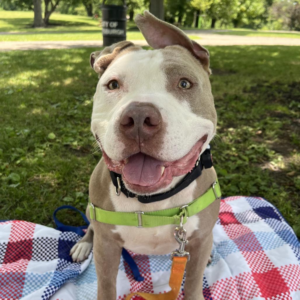 Drizzle, Adoptable, Adult Male Mixed Breed.