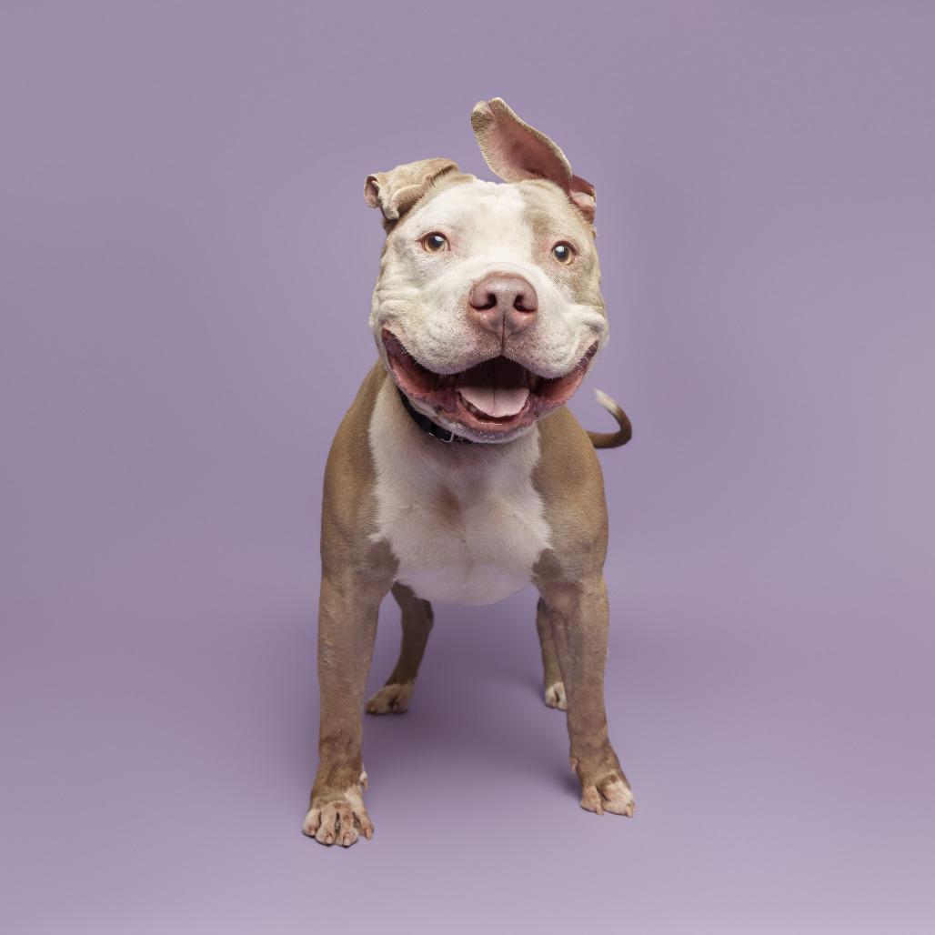Drizzle, a Adoptable Mixed Breed in Pittsburgh, PA image 2/6