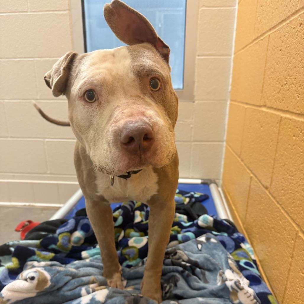 Drizzle, a Adoptable Mixed Breed in Pittsburgh, PA image 5/6