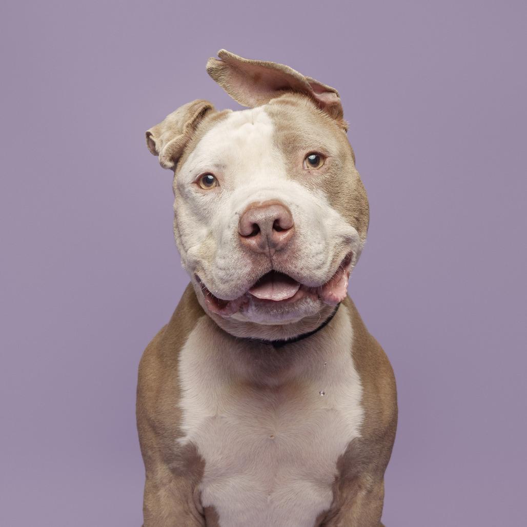 Drizzle, a Adoptable Mixed Breed in Pittsburgh, PA image 6/6
