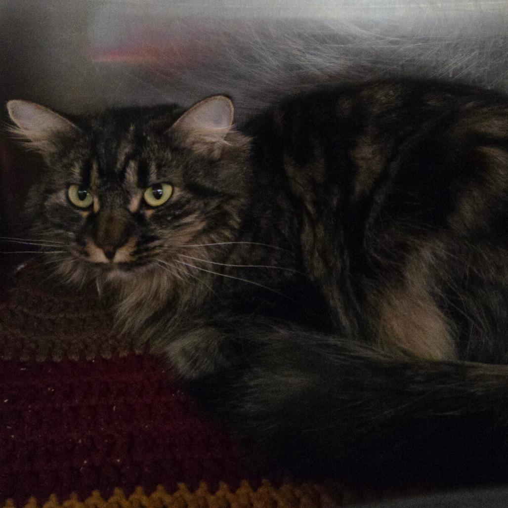 Glitter, ADOPTABLE, Adult Female Domestic Long Hair.