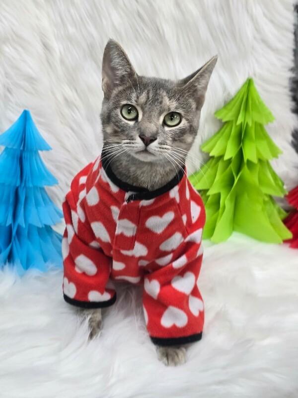 Confetti thumbnail 3