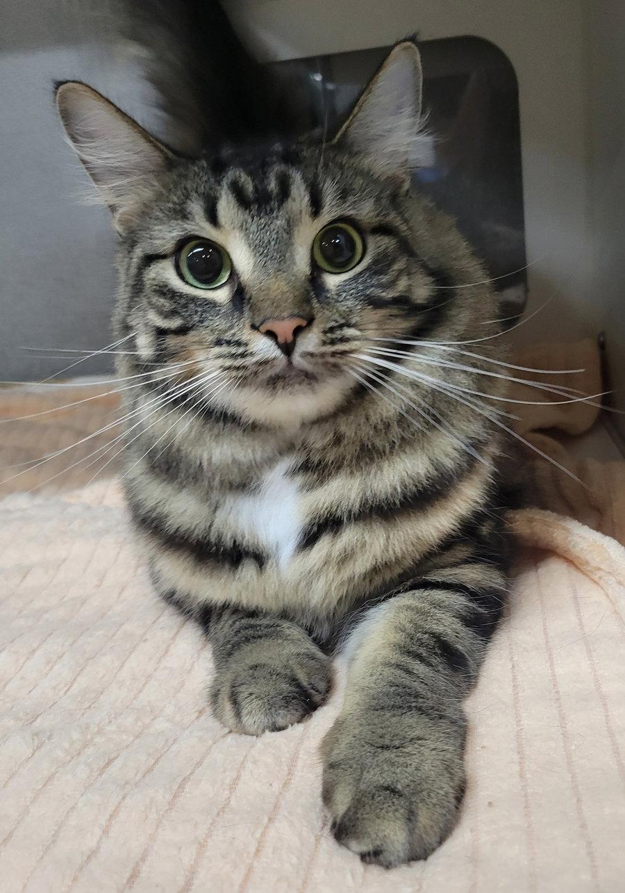 Club Sandwich, Adopted, Adult Female Tabby & Domestic Short Hair.