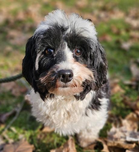 Enlarge Bella Belle, a Adopted mixed breed in Capon Bridge, WV image 1/3