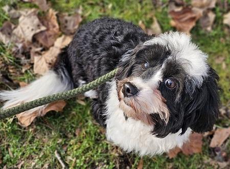 Enlarge Bella Belle, a Adopted mixed breed in Capon Bridge, WV image 2/3