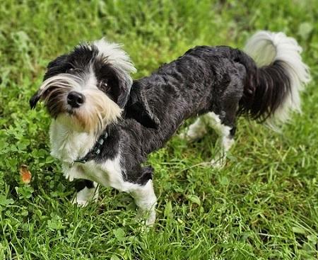 Bella Belle, Adopted, Young Female Havanese & Tibetan Terrier.