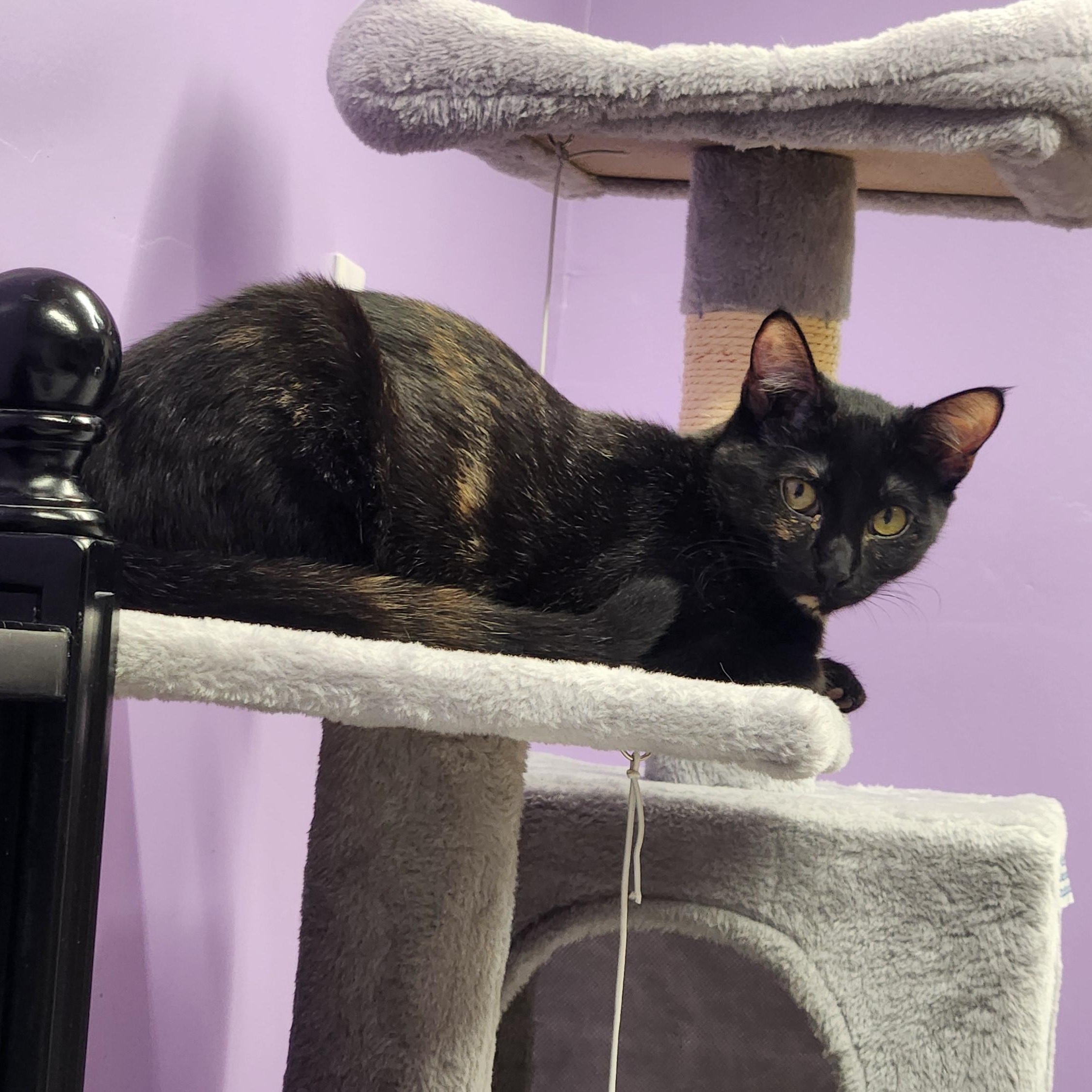 Enlarge Tracy, a Adopted Domestic Short Hair in Stow, MA image 2/5