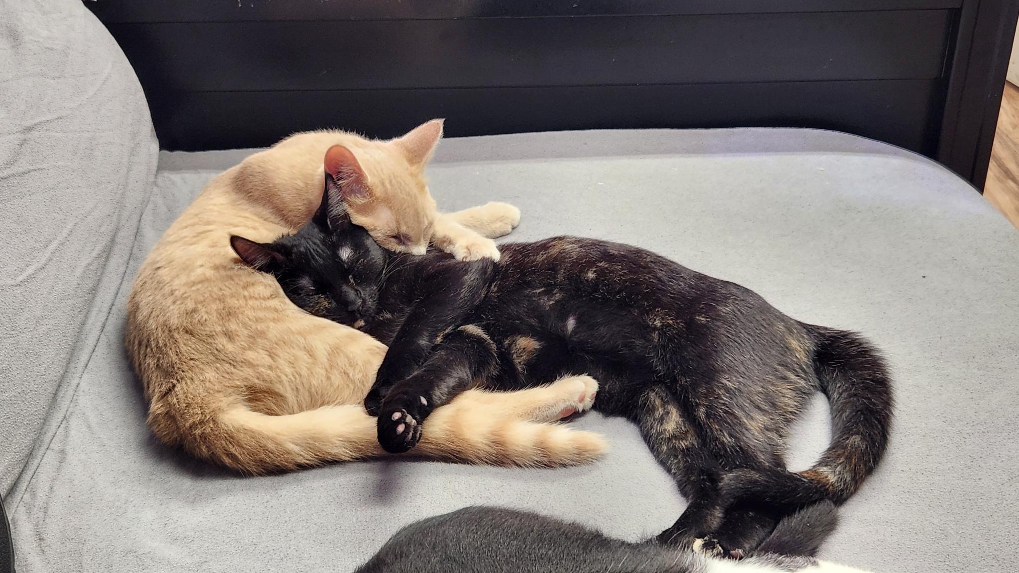 Enlarge Tracy, a Adopted Domestic Short Hair in Stow, MA image 3/5