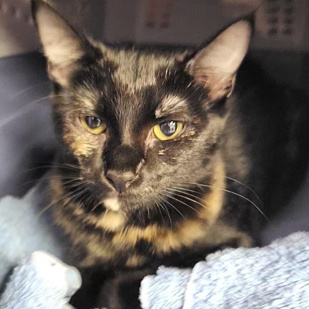 Enlarge Tracy, a Adopted Domestic Short Hair in Stow, MA image 1/5