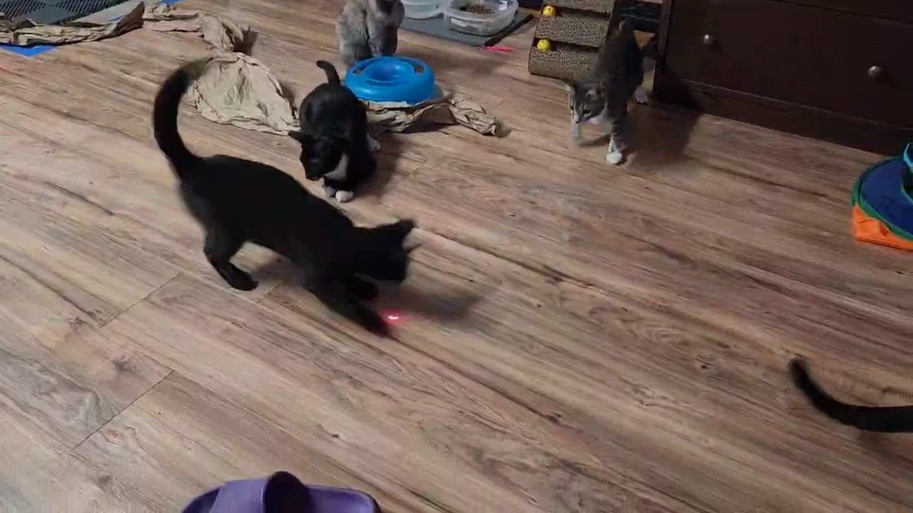 Enlarge Tracy, a Adopted Domestic Short Hair in Stow, MA video 4/5