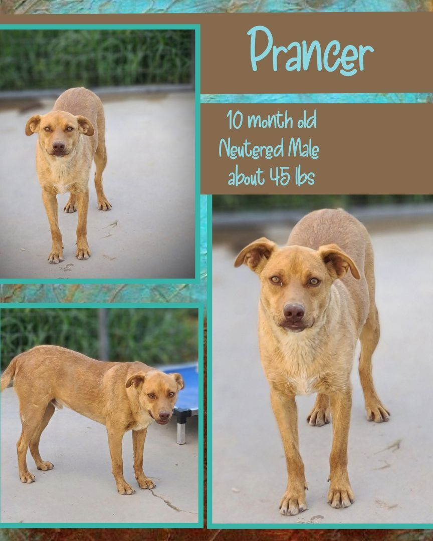 Prancer, a Adoptable mixed breed in Kermit, TX image 1/5