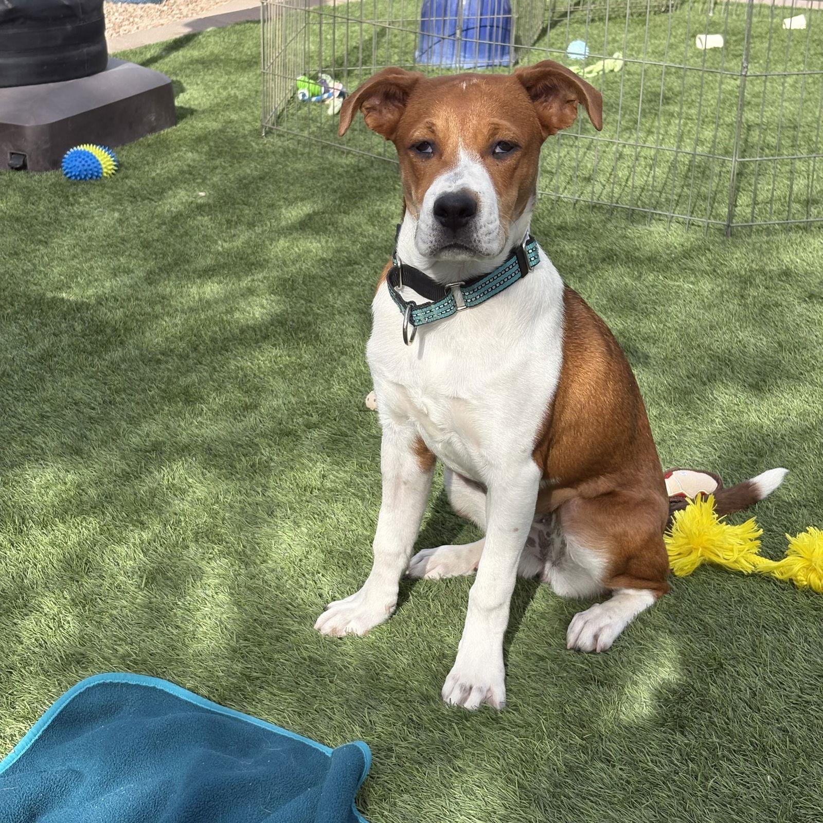 Enlarge LACIE #2, a Adoptable Beagle in Chandler, AZ image 1/2