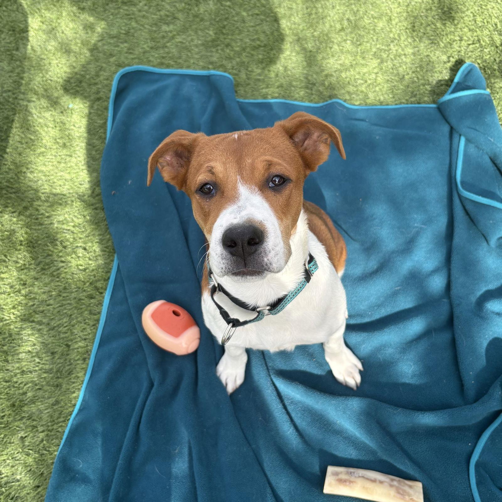 Enlarge LACIE #2, a Adoptable Beagle in Chandler, AZ image 2/2