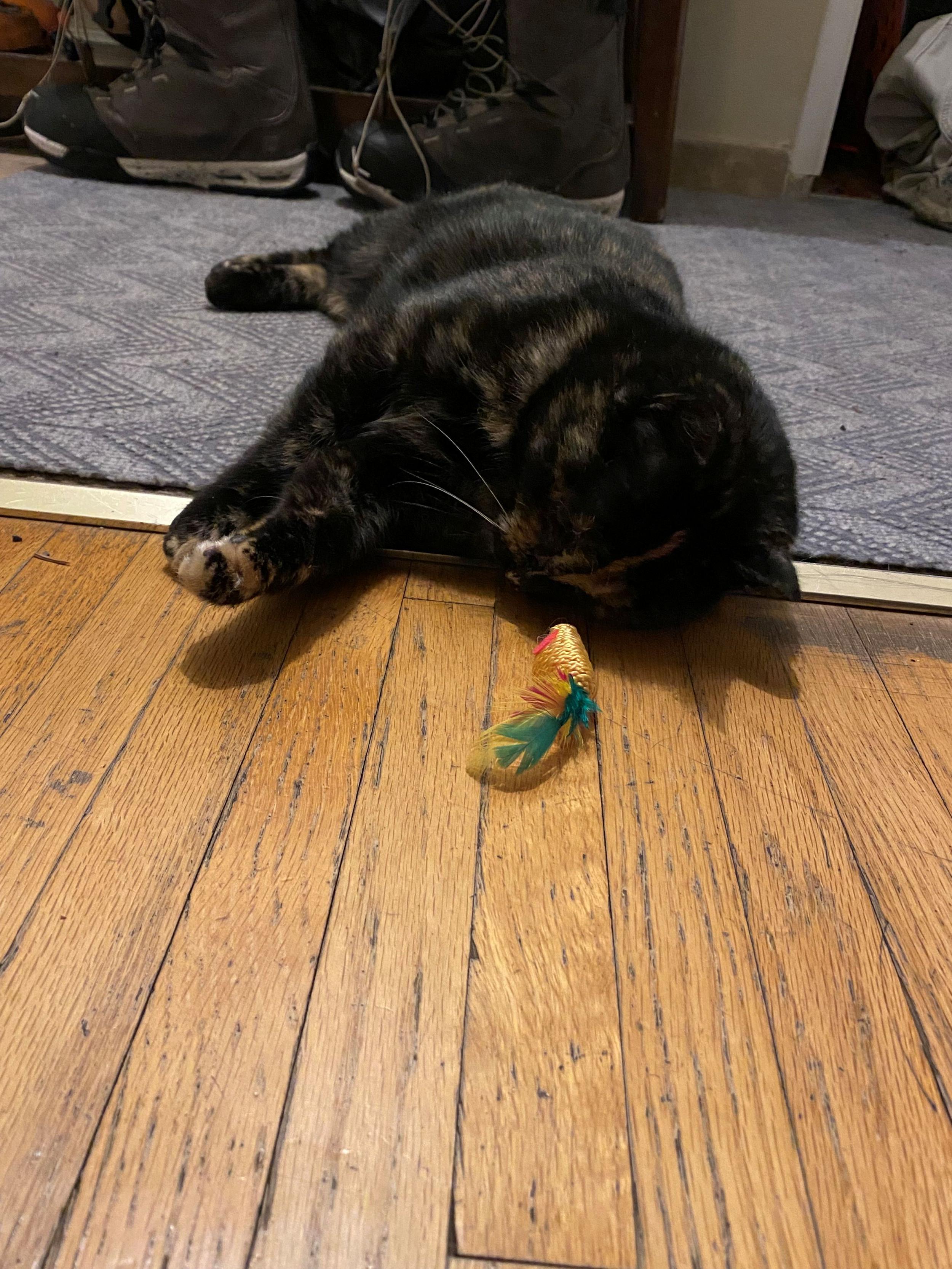 Enlarge Elena, a ADOPTABLE Domestic Short Hair in Calgary, AB image 5/5