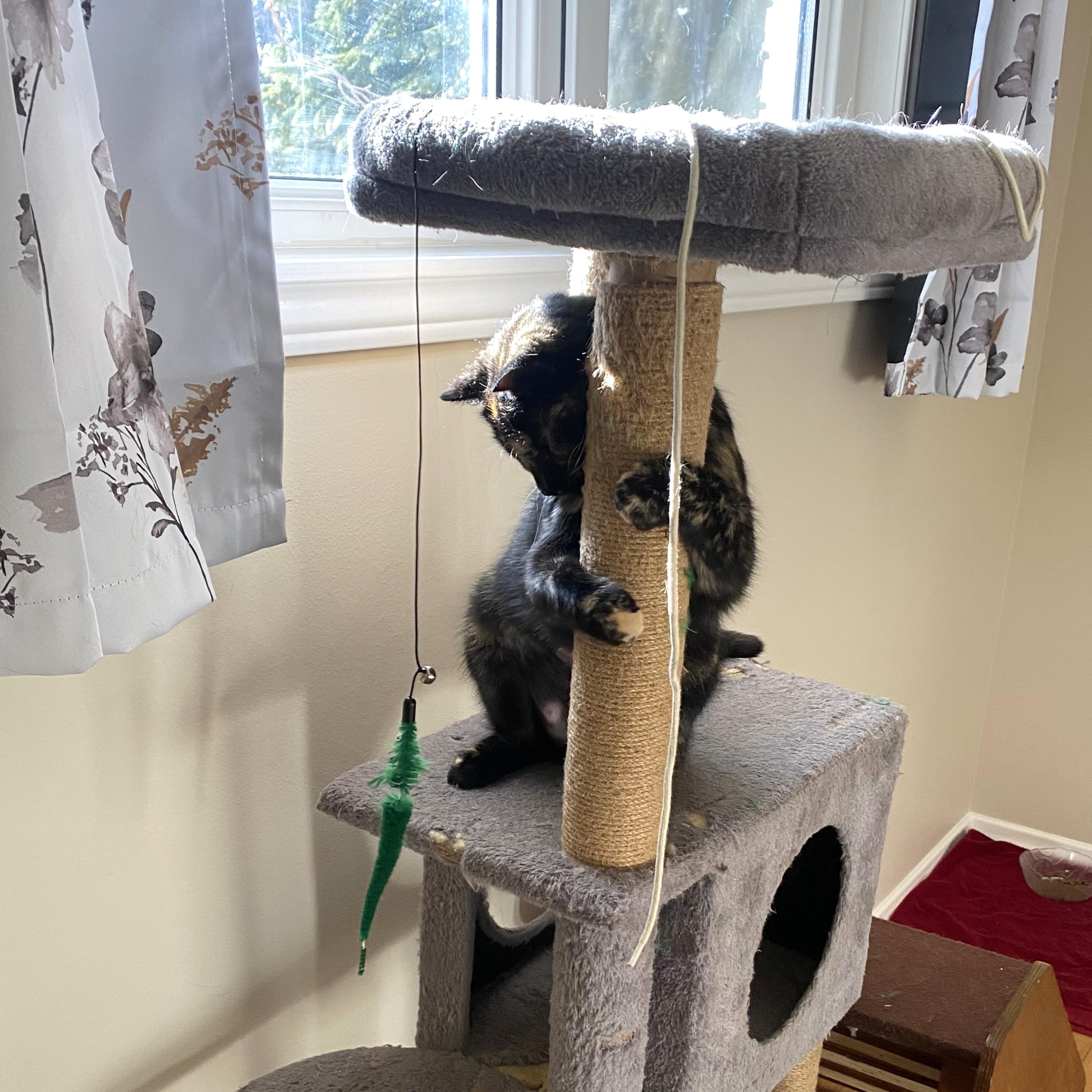 Enlarge Elena, a ADOPTABLE Domestic Short Hair in Calgary, AB image 2/5