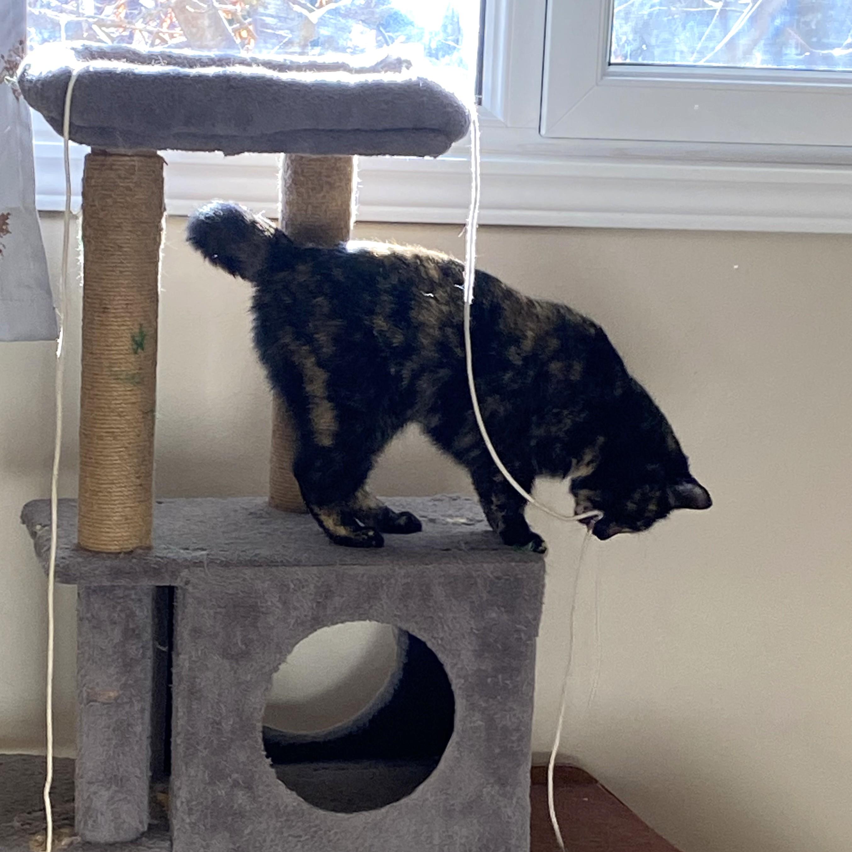 Enlarge Elena, a ADOPTABLE Domestic Short Hair in Calgary, AB image 4/5